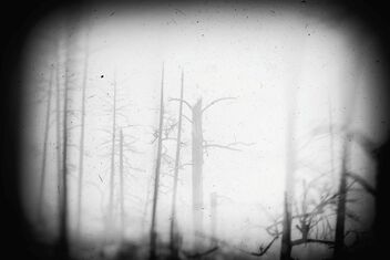 The glory of his forest - Kostenloses image #479175